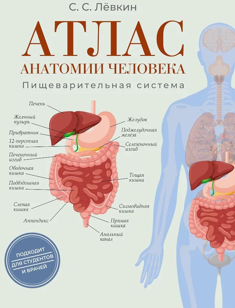 Атлас анатомии человека. Пищеварительная система