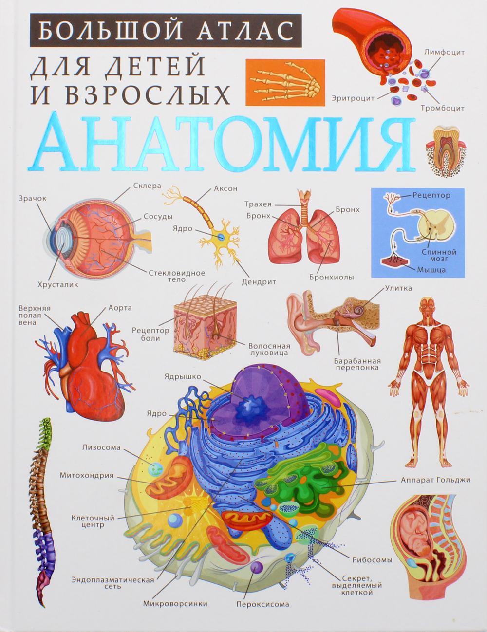 Анатомия