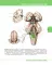 Textbook of Human Anatomy. In 3 vol. Vol. 3: Nervous system. Esthesiology: на англ.яз