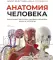 Анатомия человека. Визуальный гид по всем системам организма: норма и патологии