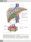 Гепатология. Клиническая морфология печени. Практическое руководство для врачей