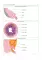 The Course of Faculty (Analitical) Surgery in Pictures, Tables and Schemes