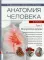 Анатомия человека: атлас: Учебное пособие: В 3 т. Т. 2: Внутренние органы