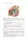 Topographic Anatomy and Operative Surgery: textbook: на англ.яз