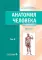 Анатомия человека: Учебник: в 2 т. Т. 2