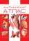 Анатомический атлас. Основы строения и физиологии человека