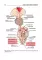Topical diagnosis of diseases of the nervous system = Топическая диагностика заболеваний нервной системы: Учебник на англ. и русск.яз