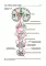 Topical diagnosis of diseases of the nervous system = Топическая диагностика заболеваний нервной системы: Учебник на англ. и русск.яз