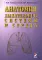 Анатомия дыхательной системы и сердца: Учебное пособие. 17-е изд., перераб. и испр