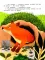 Уткенок в лесу!: книжка с наклейками